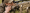 MAUSER_Header_M18_Feldjagd_1920x800px_3_30x30